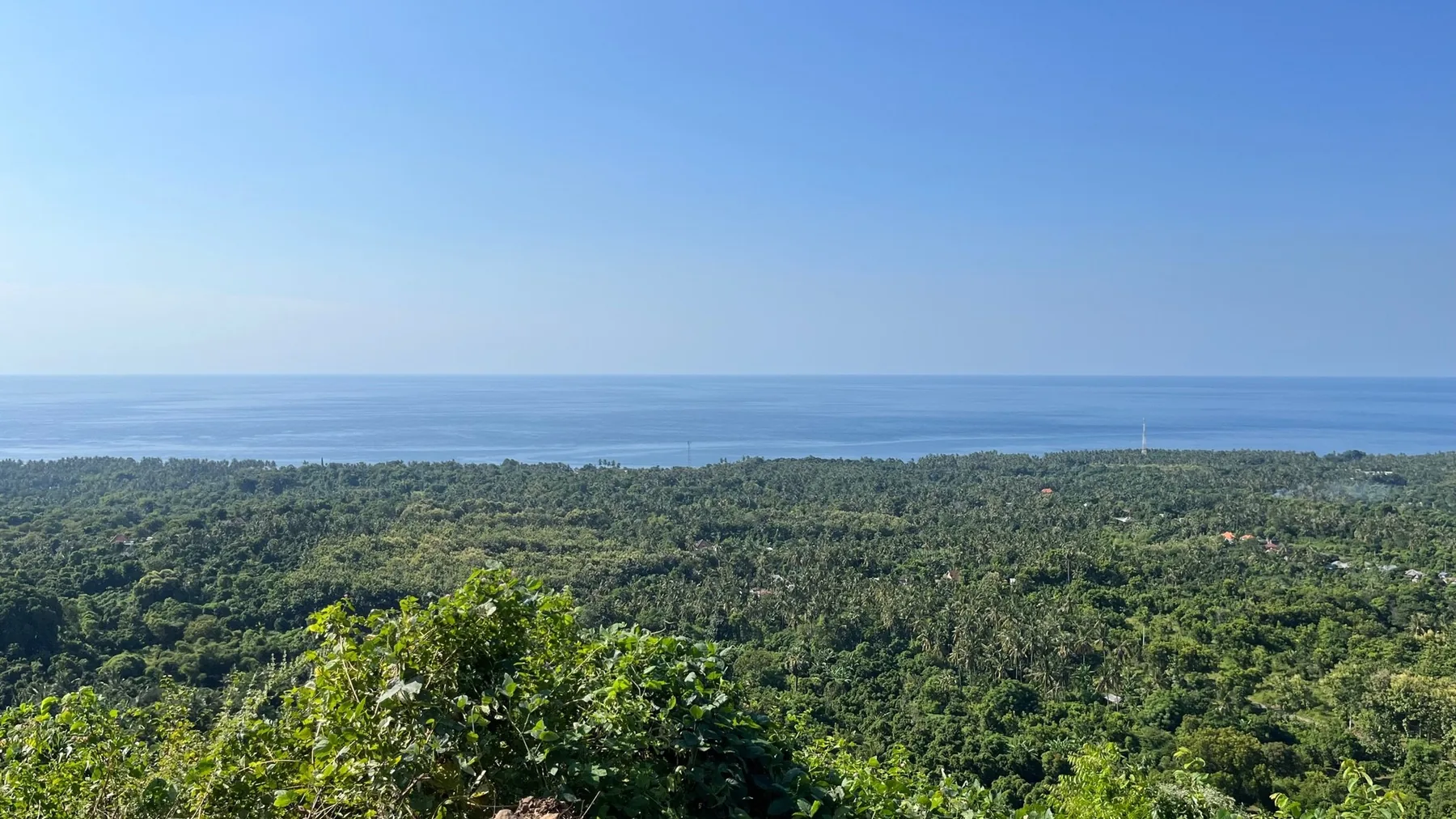 Dense green forest and the sea to the horizon, seen from the site